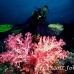 coral_soft_pc_h_0705_png1957.jpg